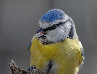 Animali 213